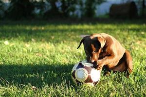 Adorable Puppy Chewing A Soccer Ball On The Field